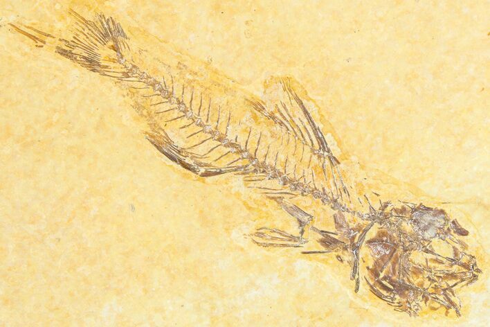 Fossil Fish (Amphiplaga) - Uncommon Species #360688